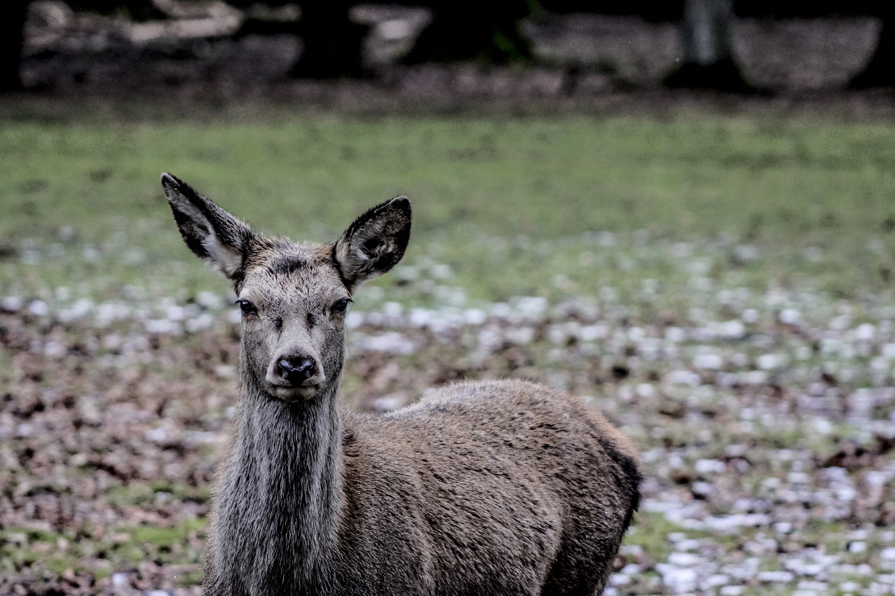 Białowieża, Doe, Moteriškas Elnias, Demonstracinis Rezervas, Nemokamos Nuotraukos,  Nemokama Licenzija