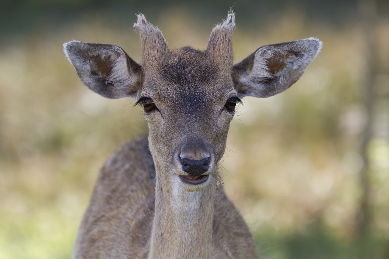 Biche, Elnias, Gyvūnų Portretas, Gyvūnas, Gamta, Galva, Laukiniai, Gyvūnų Portretas, Fauna, Laukinis Gyvūnas