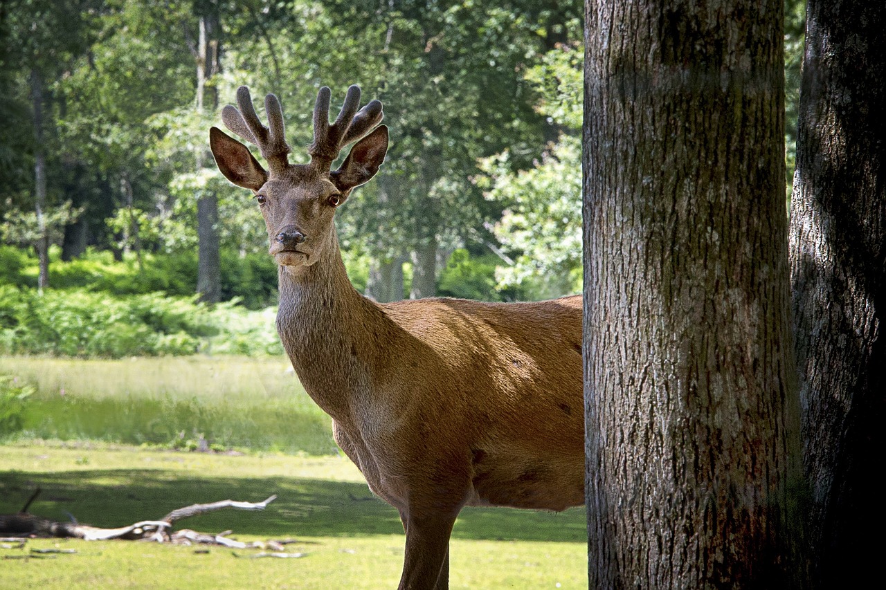 Biche, Elnias, Raudonas Elnias, Gamta, Gyvūnai, Laukinis Gyvūnas, Gyvūnas, Fauna, Laukiniai, Gyvūnų Portretas