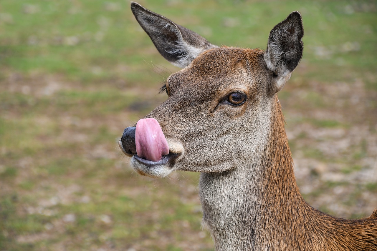 Biche, Kalba, Elnias, Gyvūnas, Nemokamos Nuotraukos,  Nemokama Licenzija