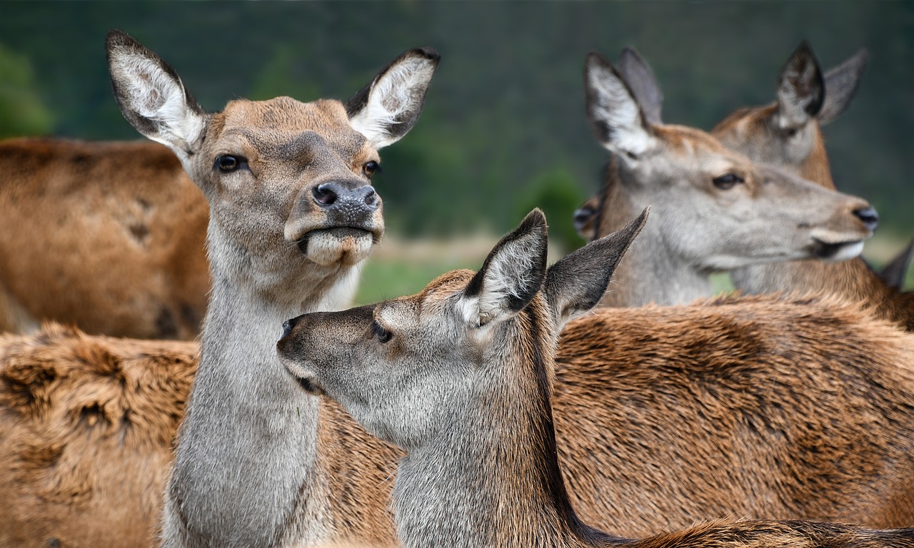 Biche, Galva, Grupė, Gyvūnas, Gamta, Nemokamos Nuotraukos,  Nemokama Licenzija