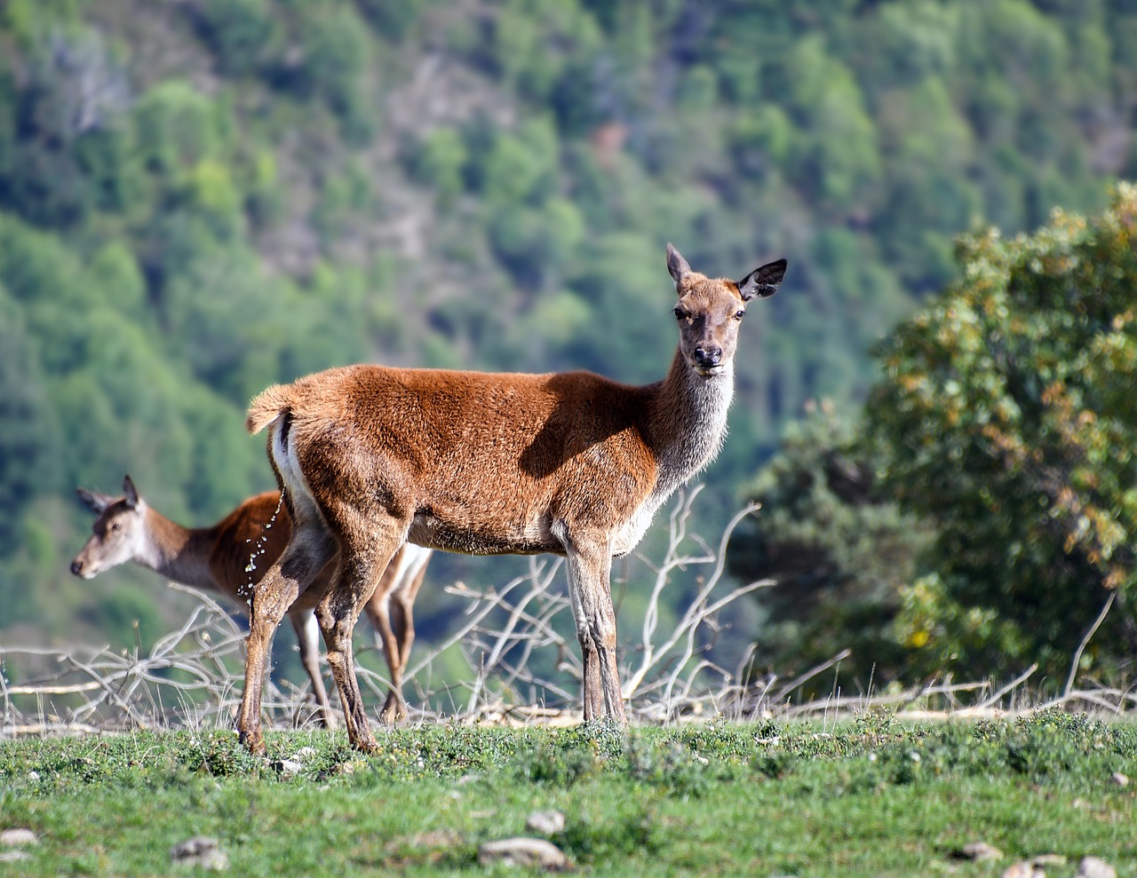 Biche,  Gyvūnas,  Gamta,  Elnias,  Fauna,  Žinduolis,  Be Honoraro Mokesčio, Nemokamos Nuotraukos,  Nemokama Licenzija