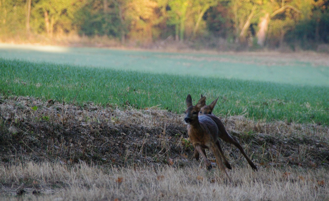 Biche, Gyvūnai, Laukiniai, Gamta, Nemokamos Nuotraukos,  Nemokama Licenzija