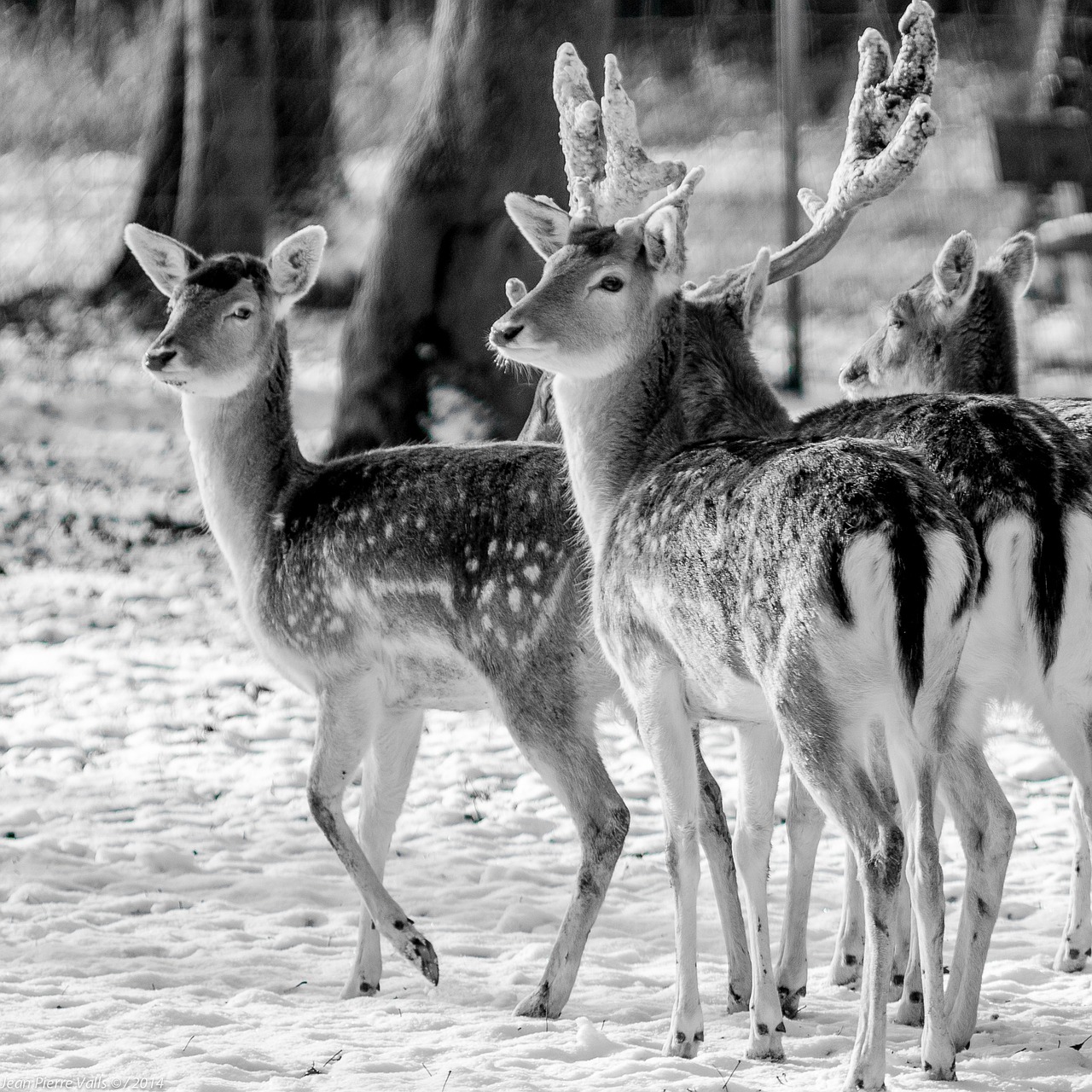 Biche, Elnias, Gyvūnas, Bandas, Laukinis Gyvenimas, Gamta, Juoda Ir Balta, Nemokamos Nuotraukos,  Nemokama Licenzija