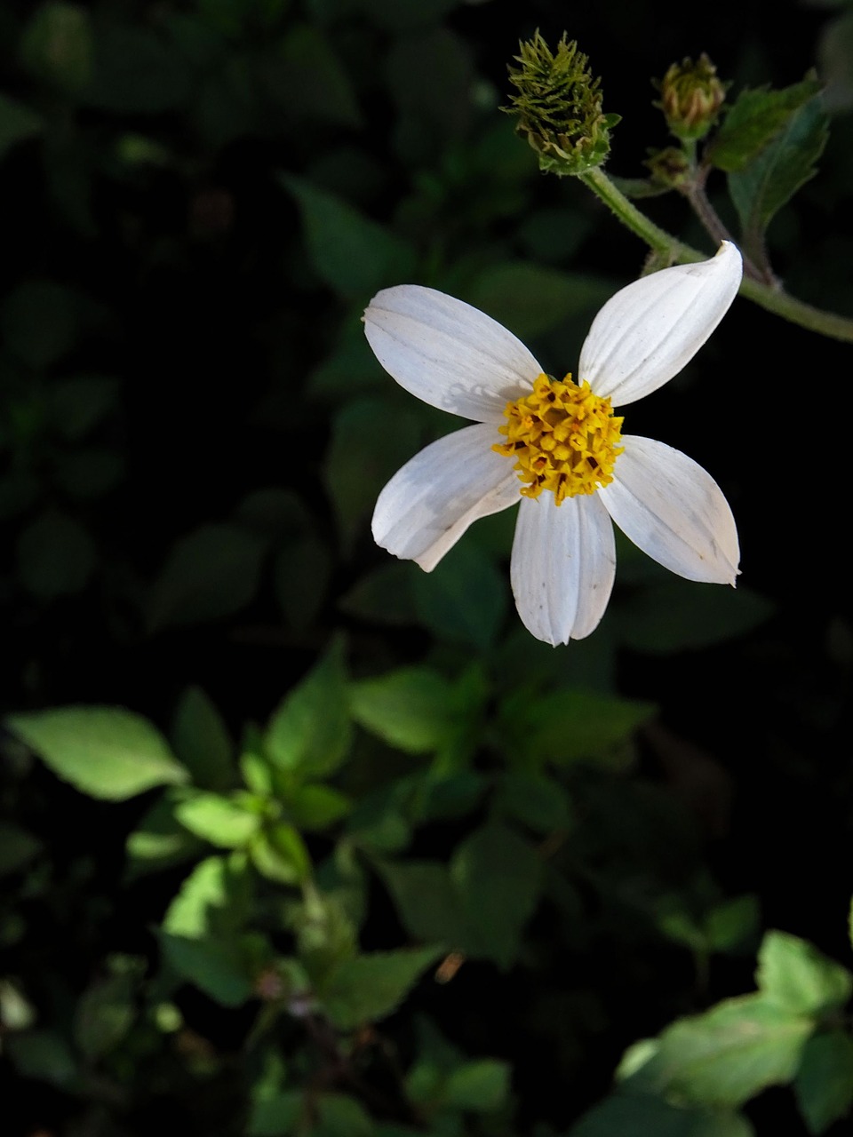 Bidens Alba, Balta, Gėlė, Balta Gėlė, Gamta, Augalas, Graži Gėlė, Laukinės Gėlės, Pavasaris, Nemokamos Nuotraukos