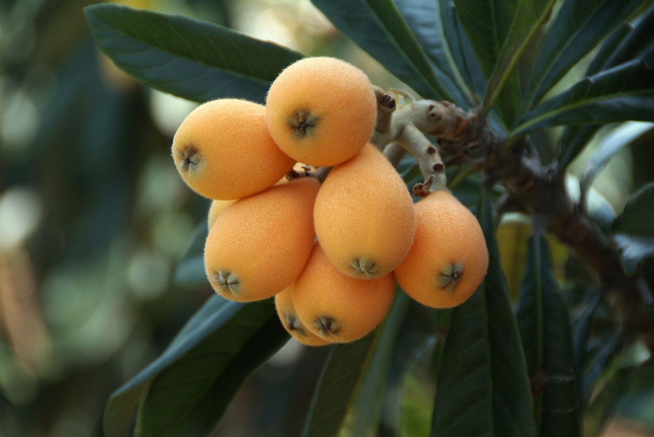 Didelis, Loquat, Rosaceae, Žydinčių Augalų, Kiniška Slyva, Nemokamos Nuotraukos,  Nemokama Licenzija