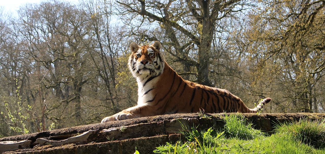 Didelė Katė, Tigras, Laukinė Gamta, Mėsėdis, Plėšrūnas, Laukiniai, Medžiotojas, Gyvūnas, Panthera, Nykstantis