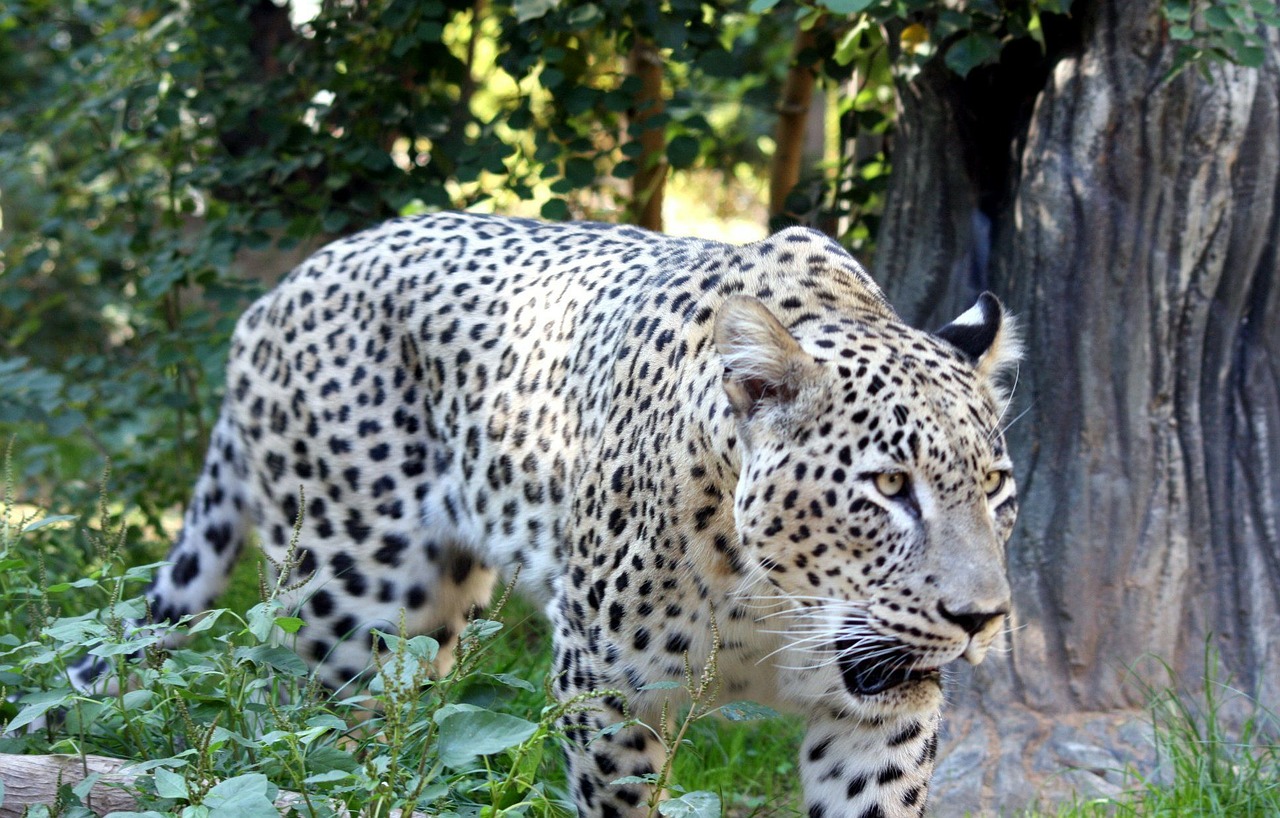 Didelė Katė, Katė, Leopardas, Persų, Tigras, Laukinė Gamta, Nemokamos Nuotraukos,  Nemokama Licenzija