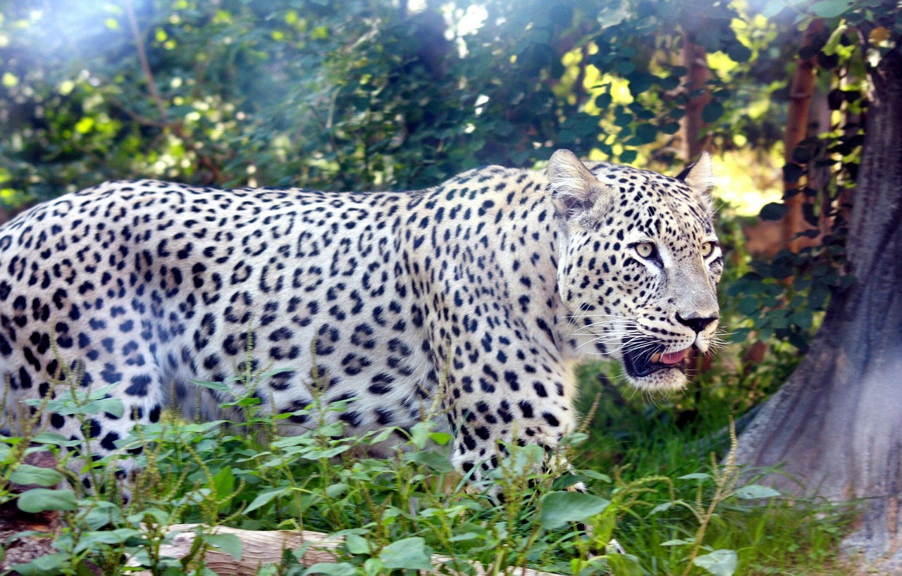 Didelė Katė, Katė, Leopardas, Persų, Tigras, Laukinė Gamta, Nemokamos Nuotraukos,  Nemokama Licenzija