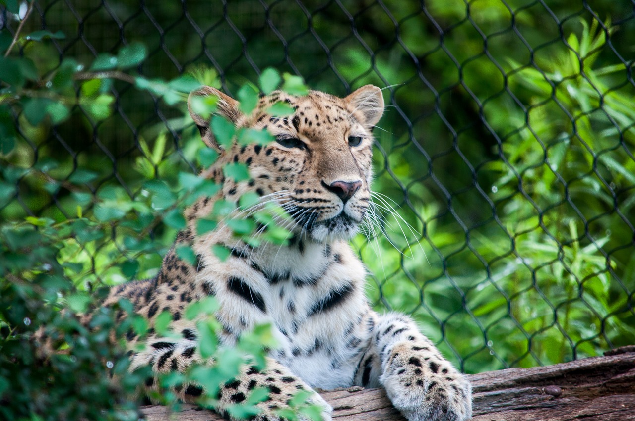 Didelės Katės, Zoologijos Sodas, Gyvūnas, Katė, Didelis, Žinduolis, Gamta, Laukinė Gamta, Kačių, Mėsėdis