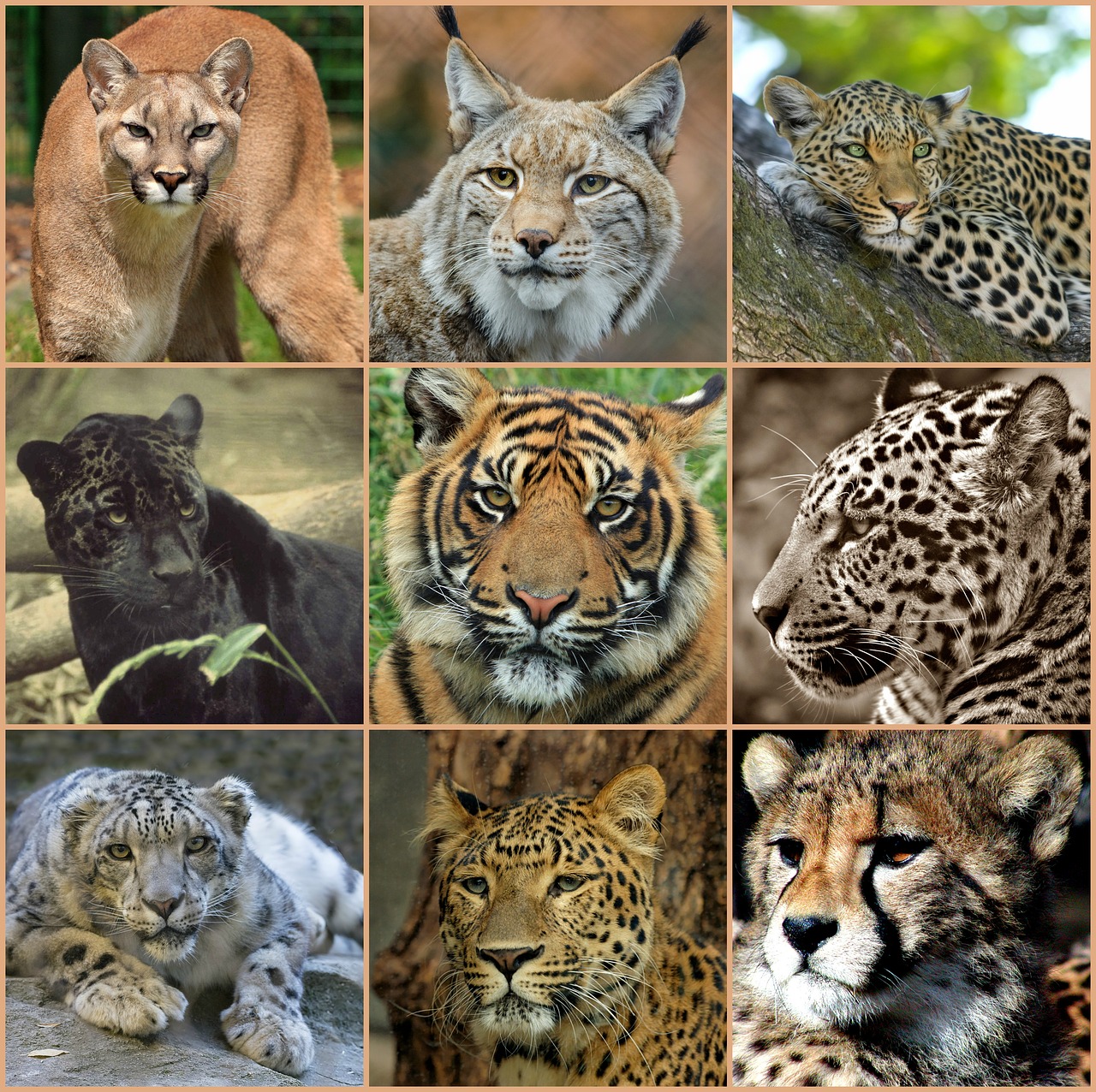 Didelės Katės, Koliažas, Plėšrūnai, Gyvūnai, Dykuma, Gamta, Laukinė Gamta, Portretai, Puma, Kalnų Liūtas