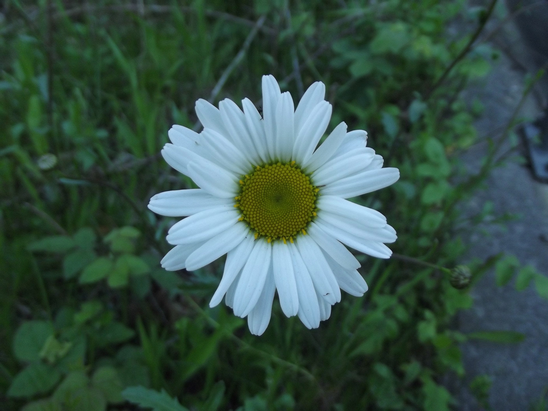 Daisy,  Gėlė,  Gėlės,  Rozės,  Didelė Daisy Gėlė, Nemokamos Nuotraukos,  Nemokama Licenzija