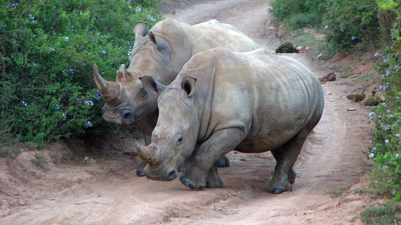 Dideli Penki, Rhino, Rezervas, Gamtos Parkas, Pavojingas, Laukinė Gamta, Afrika, Žinduolis, Gamta, Ragas