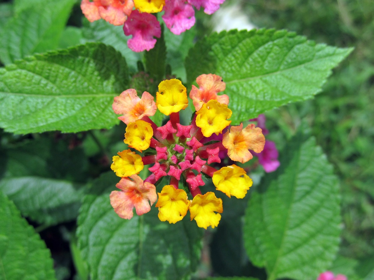 Didelis Grybas, Lantana Camara, Gėlės, Laukinis Šalavijas, Raudonasis Šalavijas, Baltasis Šalavijas, Česnakai, Spalvoti, Raudona, Geltona