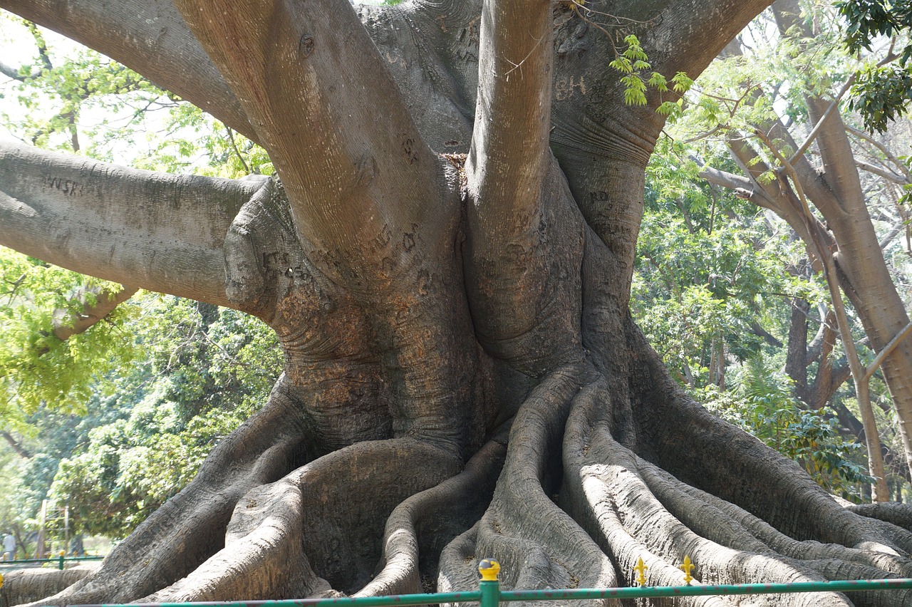 Didelis Medis, 200 Metų, Senovės, Bangalore, Sodas, Nemokamos Nuotraukos,  Nemokama Licenzija