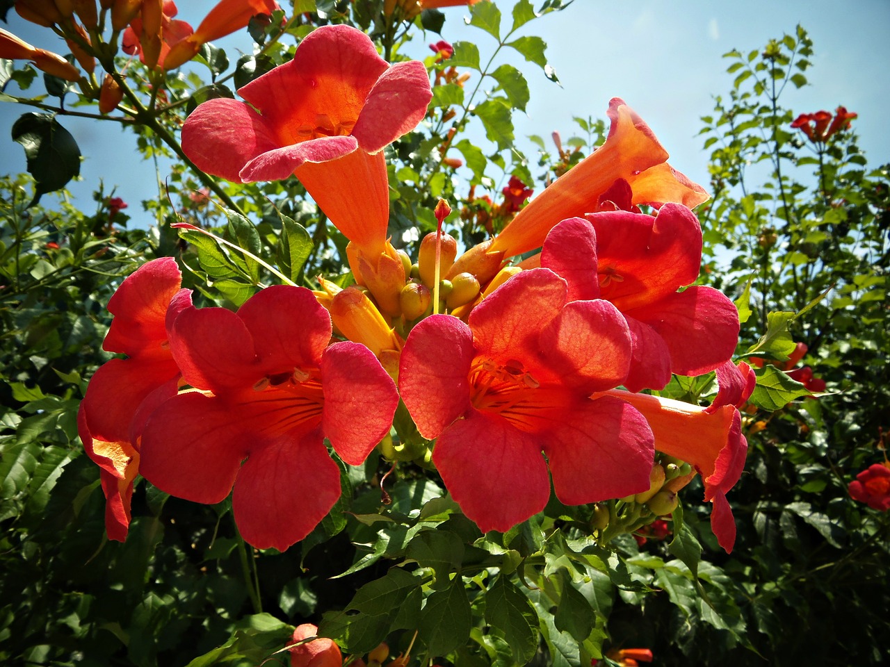 Bignonias, Gėlės, Raudona, Gėlė, Gamta, Sodas, Šiluma, Delikatesas, Dangus, Aksomas