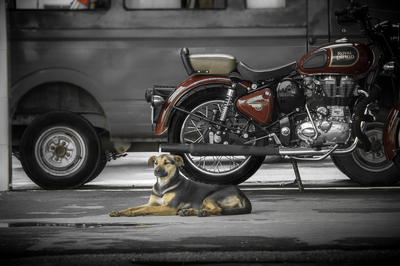 Dviratis,  Royal Enfield,  Šuo, Nemokamos Nuotraukos,  Nemokama Licenzija