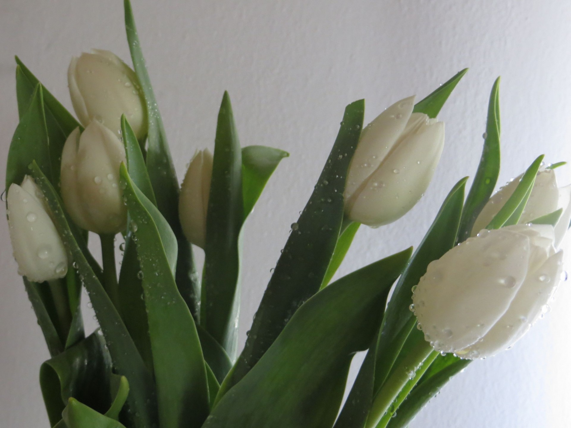 Pavasaris & Nbsp,  Gėlės,  Tulpės,  Balti Tulpės, Nemokamos Nuotraukos,  Nemokama Licenzija