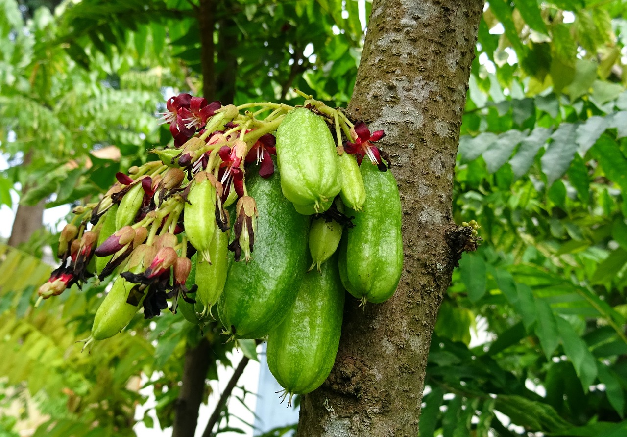 Bilimbi, Vaisiai, Gėlė, Averroha Bilimbi, Agurkų Medis, Medžių Rūgštynė, Medis, Averėja, Oxalidaceae, Flora