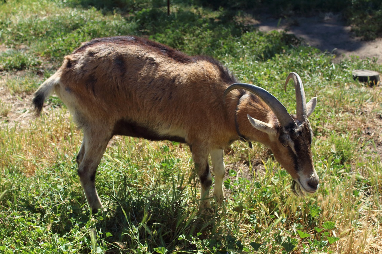 Billy, Ožka, Ūkis, Gyvūnas, Šalis, Gyvuliai, Raguotas, Kiemas, Ganymas, Nemokamos Nuotraukos