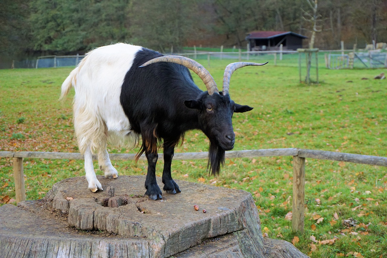 Billy Ožkos, Gyvūnas, Ragai, Naminė Ožka, Ožka, Čiobreliai, Zoologijos Sodas, Gaubtas, Kailis, Bock