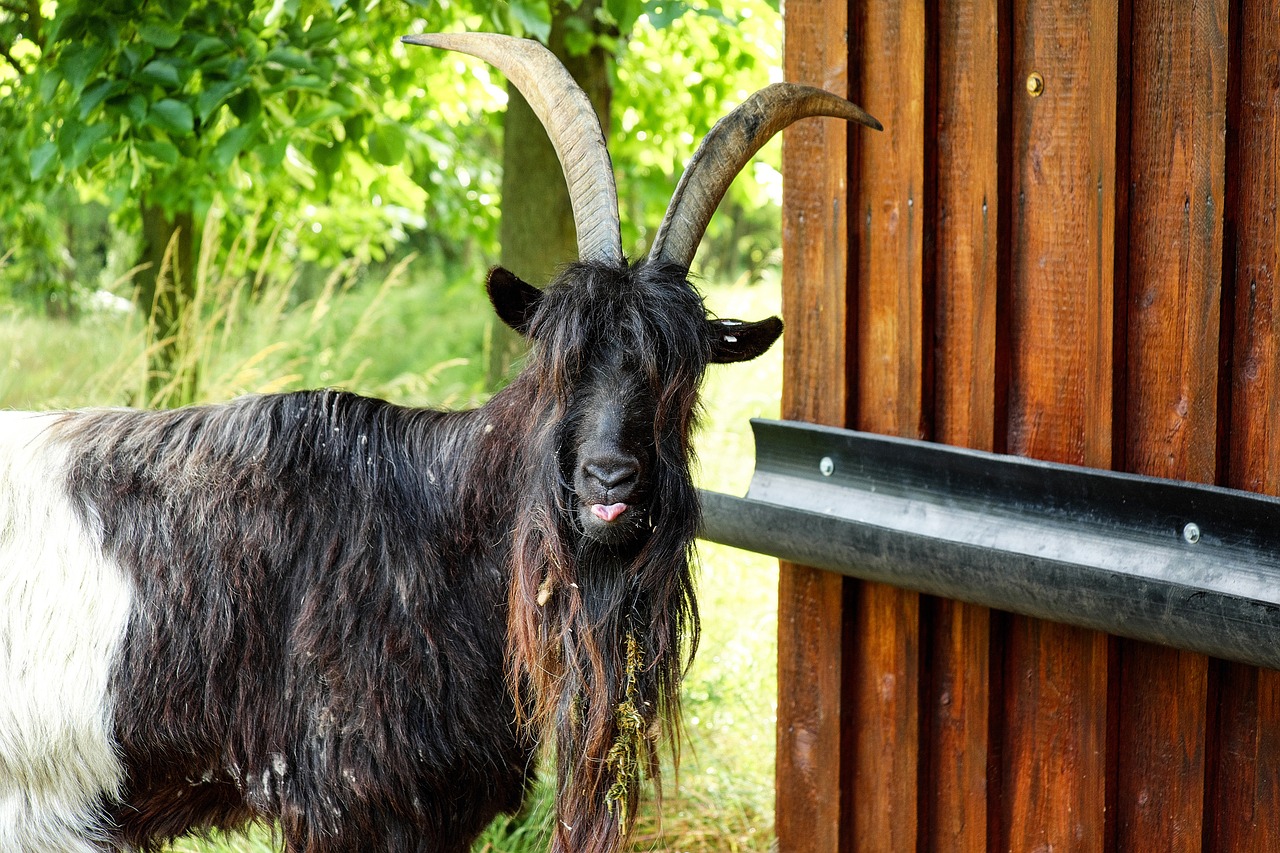 Billy Ožkos, Ožka, Gyvuliai, Bock, Čiobreliai, Zoologijos Sodas, Nemokamos Nuotraukos,  Nemokama Licenzija