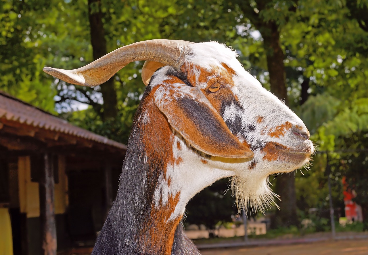 Billy Ožkos, Gyvuliai, Čiobreliai, Gamta, Ragai, Naminė Ožka, Gyvūnas, Naminis Gyvūnėlis, Raguotas, Bock