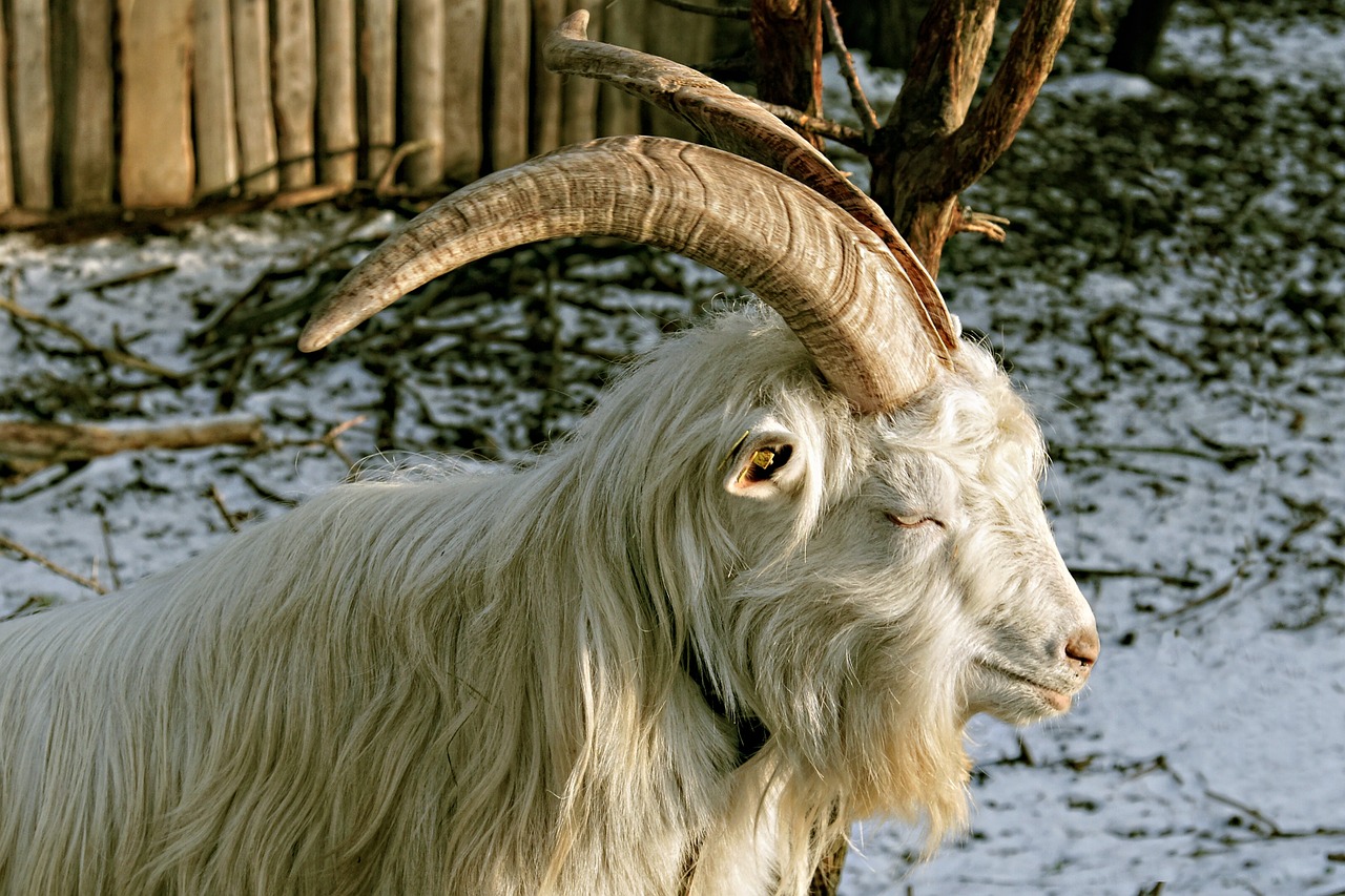 Billy Ožkos, Ožka, Bock, Gyvūnas, Ragai, Ragas, Balta, Nemokamos Nuotraukos,  Nemokama Licenzija