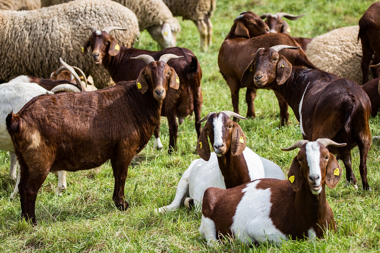 Billy Ožkos, Ganykla, Flock, Žinduoliai, Gyvūnas, Ragai, Gyvuliai, Padaras, Naminė Ožka, Pieva