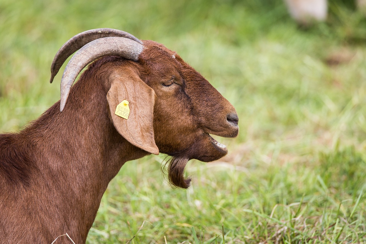 Billy Ožkos, Ganykla, Flock, Žinduoliai, Gyvūnas, Ragai, Gyvuliai, Padaras, Naminė Ožka, Pieva