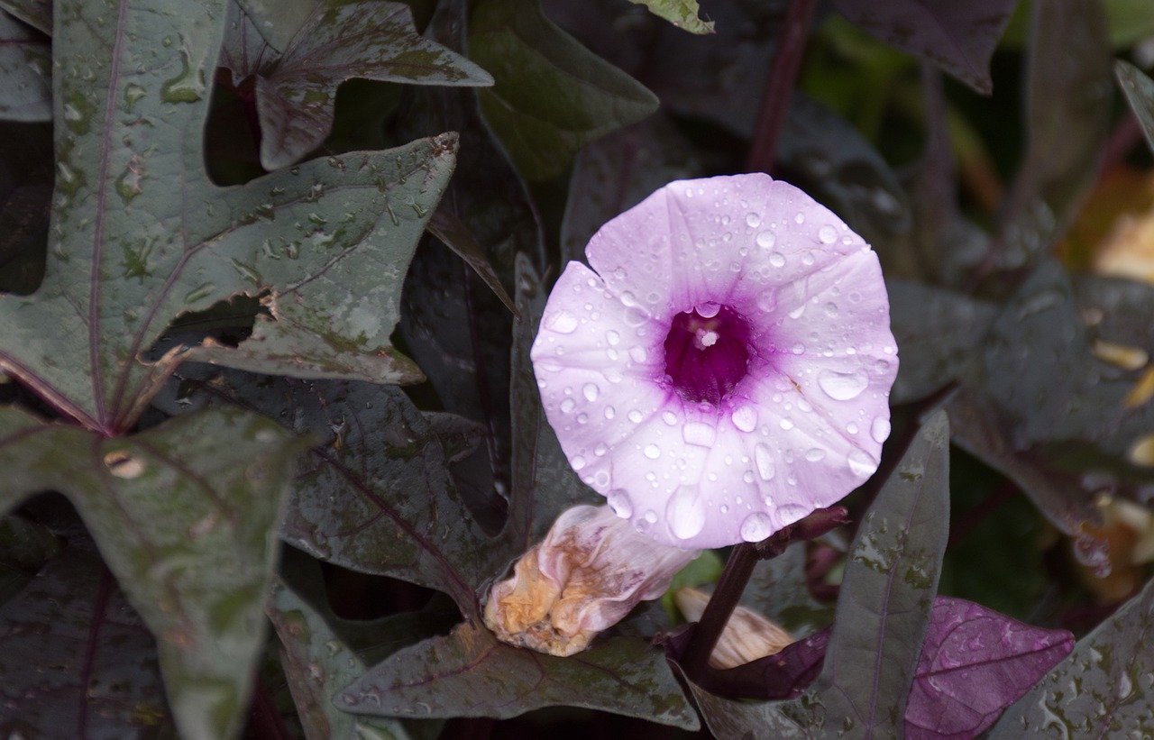 Juostos, Tiesa, Convolvulus Sepium, Vasara, Laukinė Gėlė, Gamta, Augalas, Violetinė, Aštraus Gėlė, Nemokamos Nuotraukos