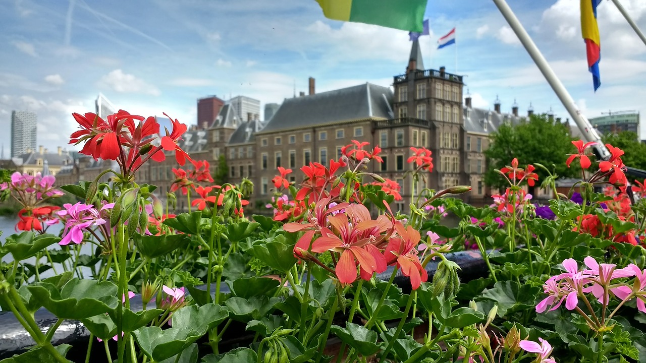 Binnenhof, Gėlės, Den Haag, Nyderlandai, Parlamentas, Istorinis, Pastatas, Hofvijver, Haga, Europa