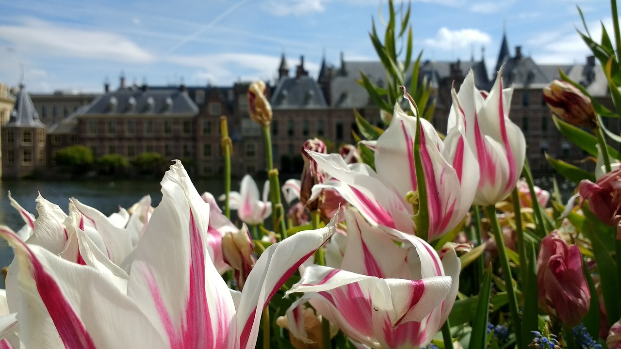 Binnenhof, Gėlės, Den Haag, Nyderlandai, Parlamentas, Istorinis, Pastatas, Hofvijver, Haga, Europa