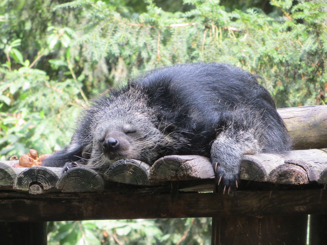 Binturong, Gyvūnas, Miega, Viverridés, Arctictis, Poilsis, Nap, Mielas, Miegoti, Plaukai