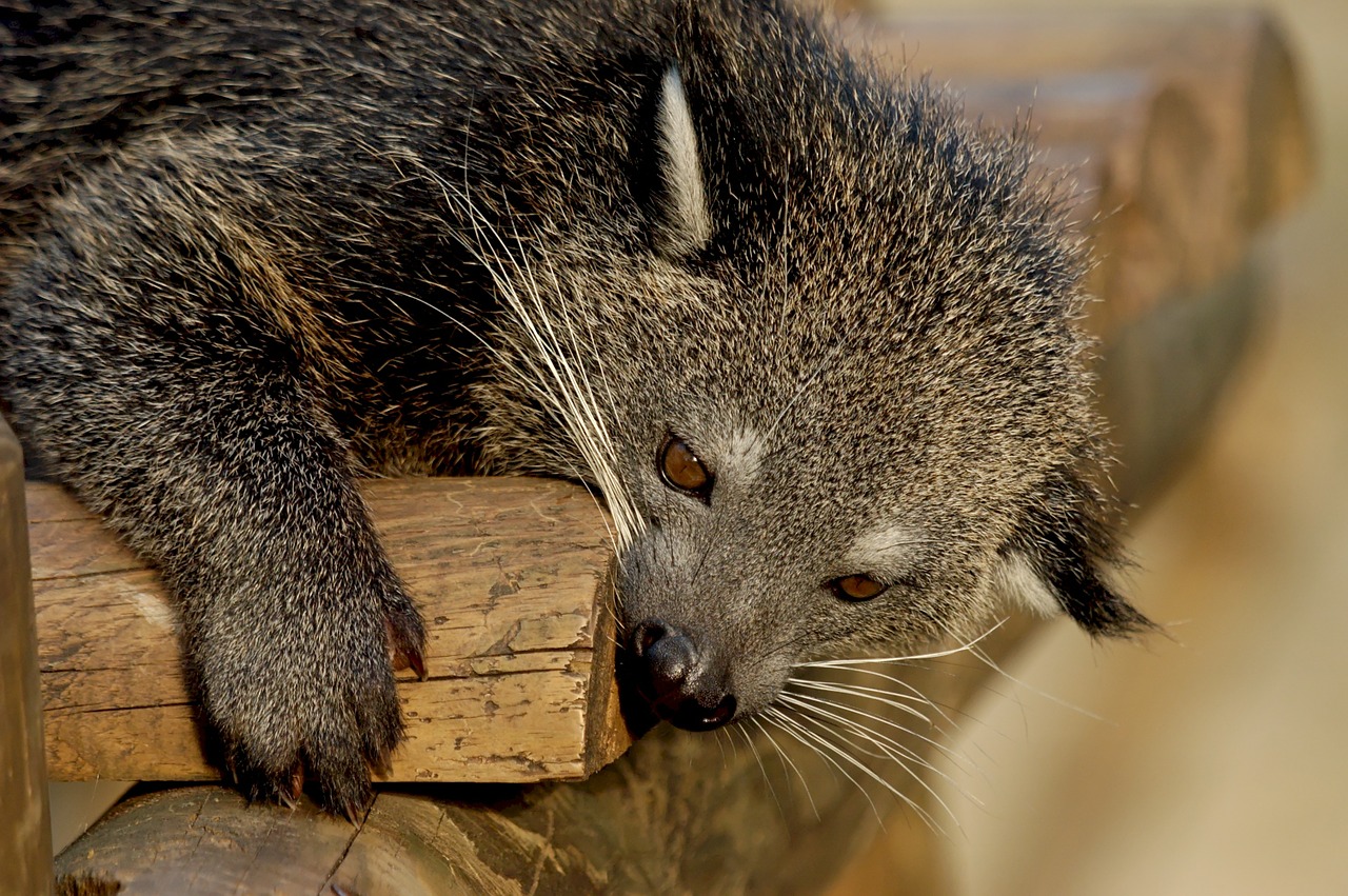 Binturong, Mėsėdis, Gyvūnas, Arctictis, Mielas, Žinduolis, Gamta, Kailis, Bearcat, Ūsai