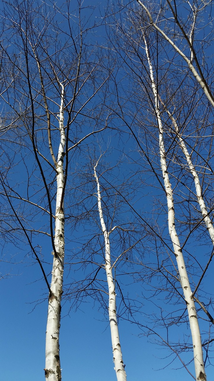 Beržas, Aspen, Viskonsinas, Midwest, Medžiai, Žygis, Kraštovaizdis, Peizažas, Vertikalus, Dangus