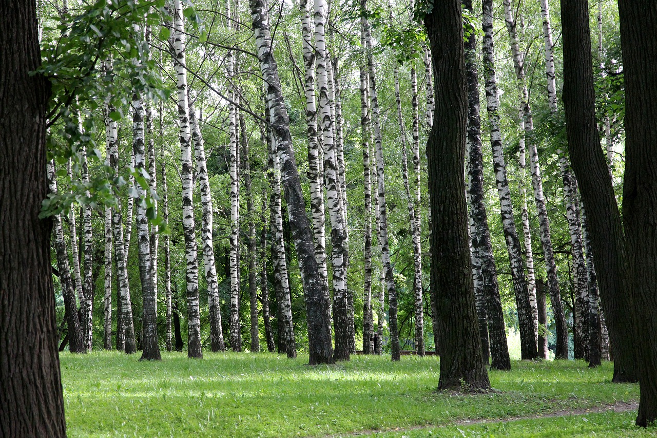 Beržas, Vasara, Beržo Miškas, Gamta, Parkas, Atostogos, Rusija, Medžiai, Medžių Kamienus, Žalias