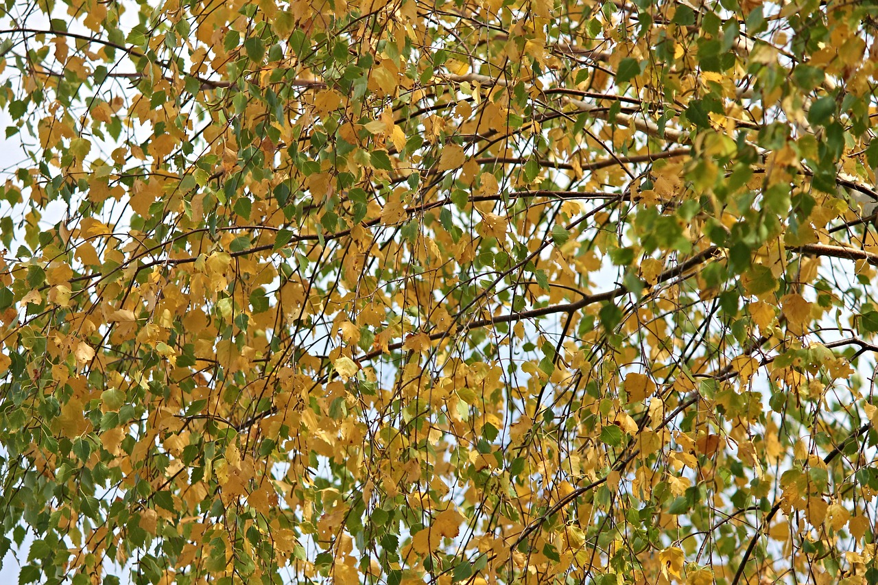 Beržas, Eglės, Ruduo, Gamta, Flora, Metų Laikas, Ruda, Miške, Karūna, Lapai