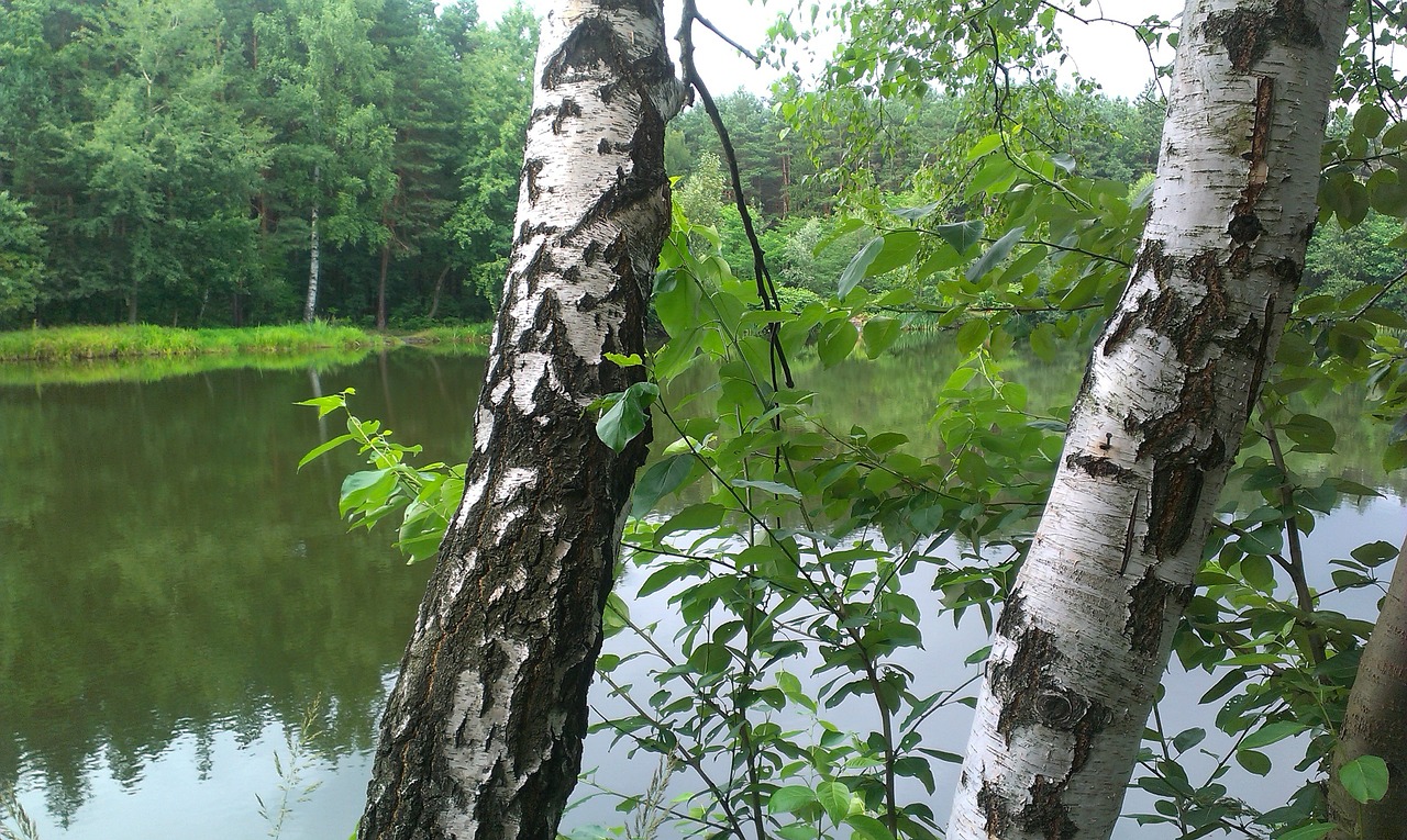 Beržas, Miškas, Vanduo, Nemokamos Nuotraukos,  Nemokama Licenzija