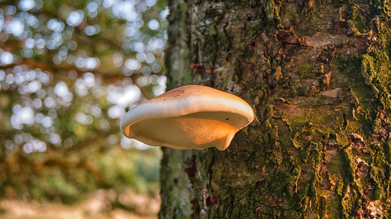 Beržo Grybas, Medis, Grybai, Gamta, Grybai, Agaric, Medžio Grybas, Nemokamos Nuotraukos,  Nemokama Licenzija