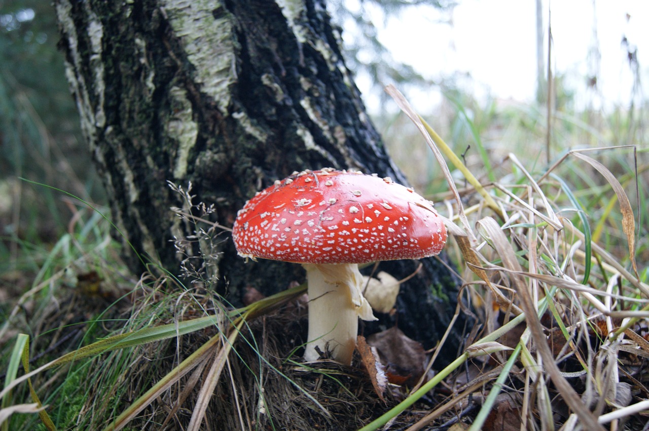 Amanita, Miškas, Grybai, Skrenda Agaro Raudonai, Gamta, Nuodingas, Grybai, Nemokamos Nuotraukos,  Nemokama Licenzija