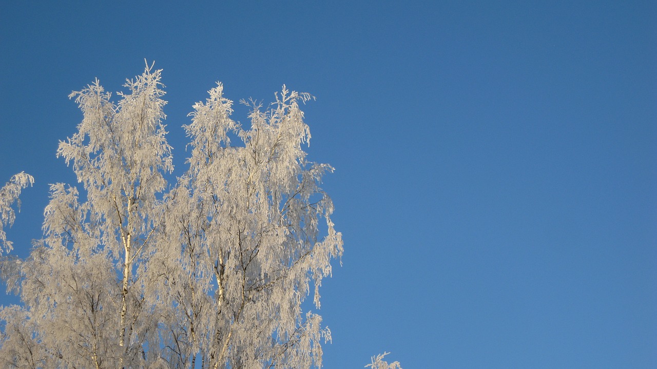 Berželiai, Žiema, Šaltis, Filialai, Šaltas, Snieguotas, Suomių, Dangus, Šaltis Ant Medžių, Šaltos Šakos