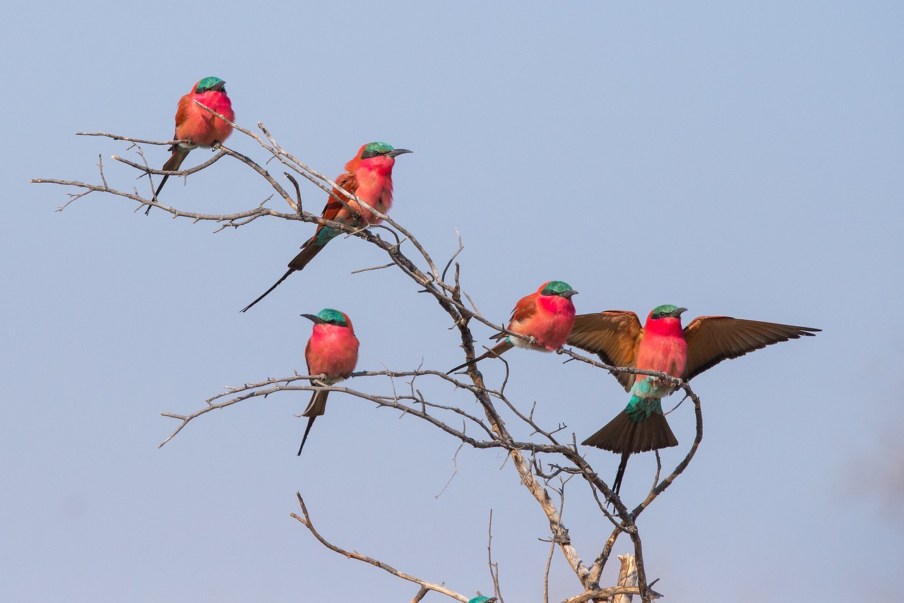 Paukštis, Tamsiai Raudona, Mėlynas Bičių Ėdalas, Botsvana, Nemokamos Nuotraukos,  Nemokama Licenzija