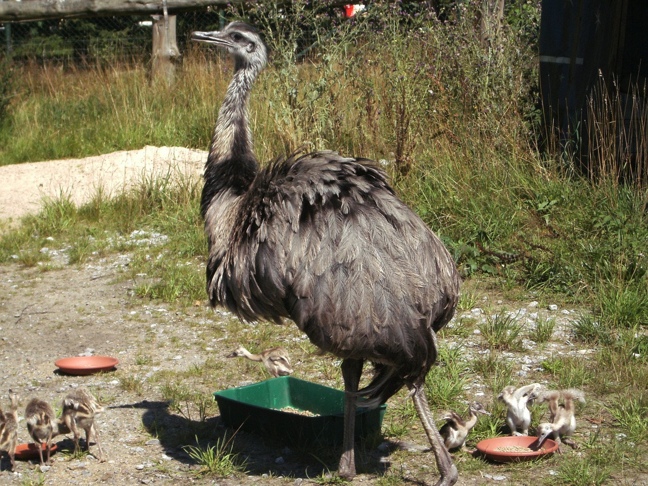 Paukštis, Puokštė, Strutis, Gyvūnas, Neskraidantis Paukštis, Padaras, Laukinės Gamtos Fotografija, Uždaryti, Pietų Afrika, Gamta