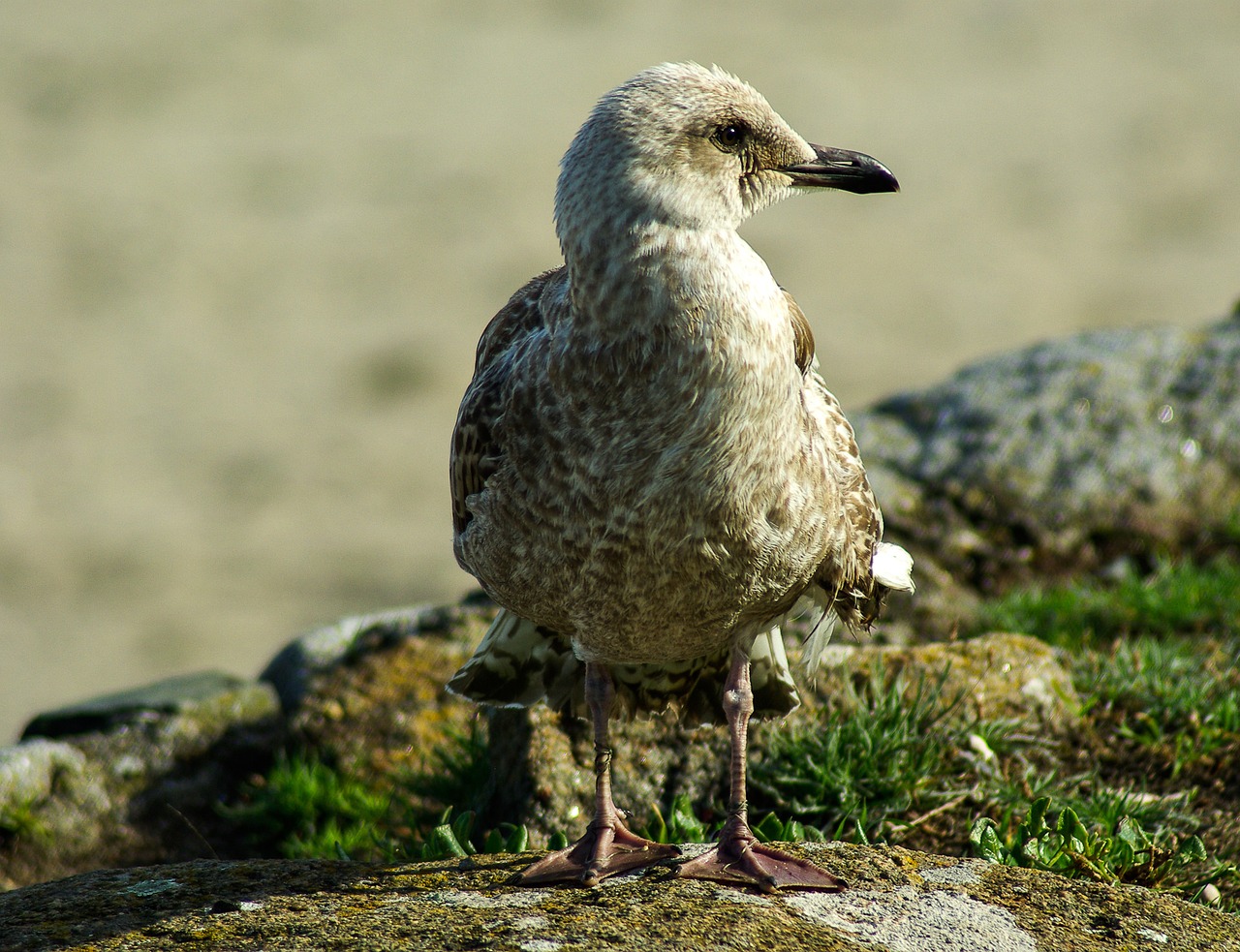 Paukštis, Kajakas, Jūros Paukštis, Brittany, Nemokamos Nuotraukos,  Nemokama Licenzija