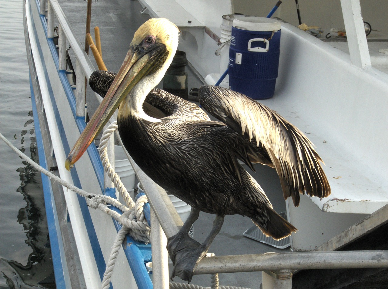 Gamta, Paukštis, Pelican, Nemokamos Nuotraukos,  Nemokama Licenzija