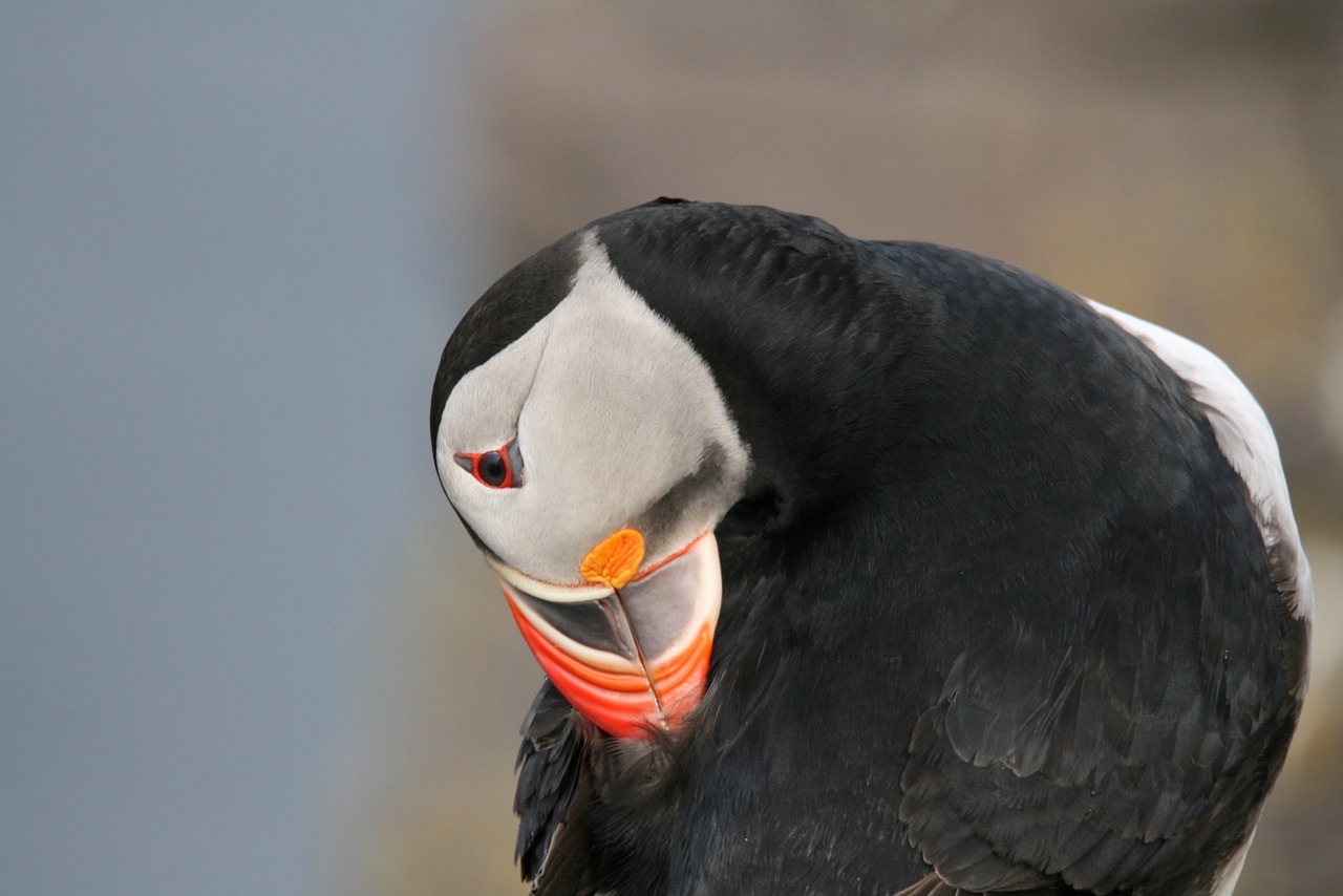 Paukštis, Puffin, Iceland, Nemokamos Nuotraukos,  Nemokama Licenzija