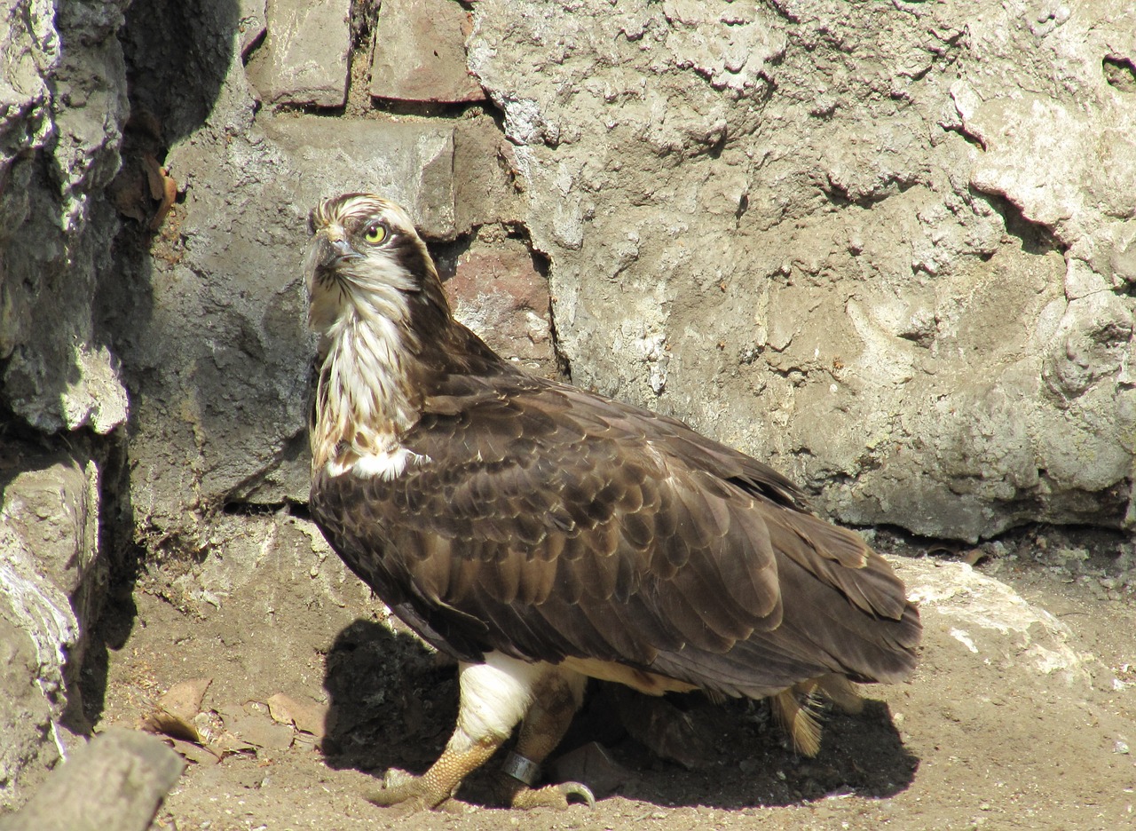 Paukštis, Zoologijos Sodas, Gamta, Laukiniai Paukščiai, Nemokamos Nuotraukos,  Nemokama Licenzija