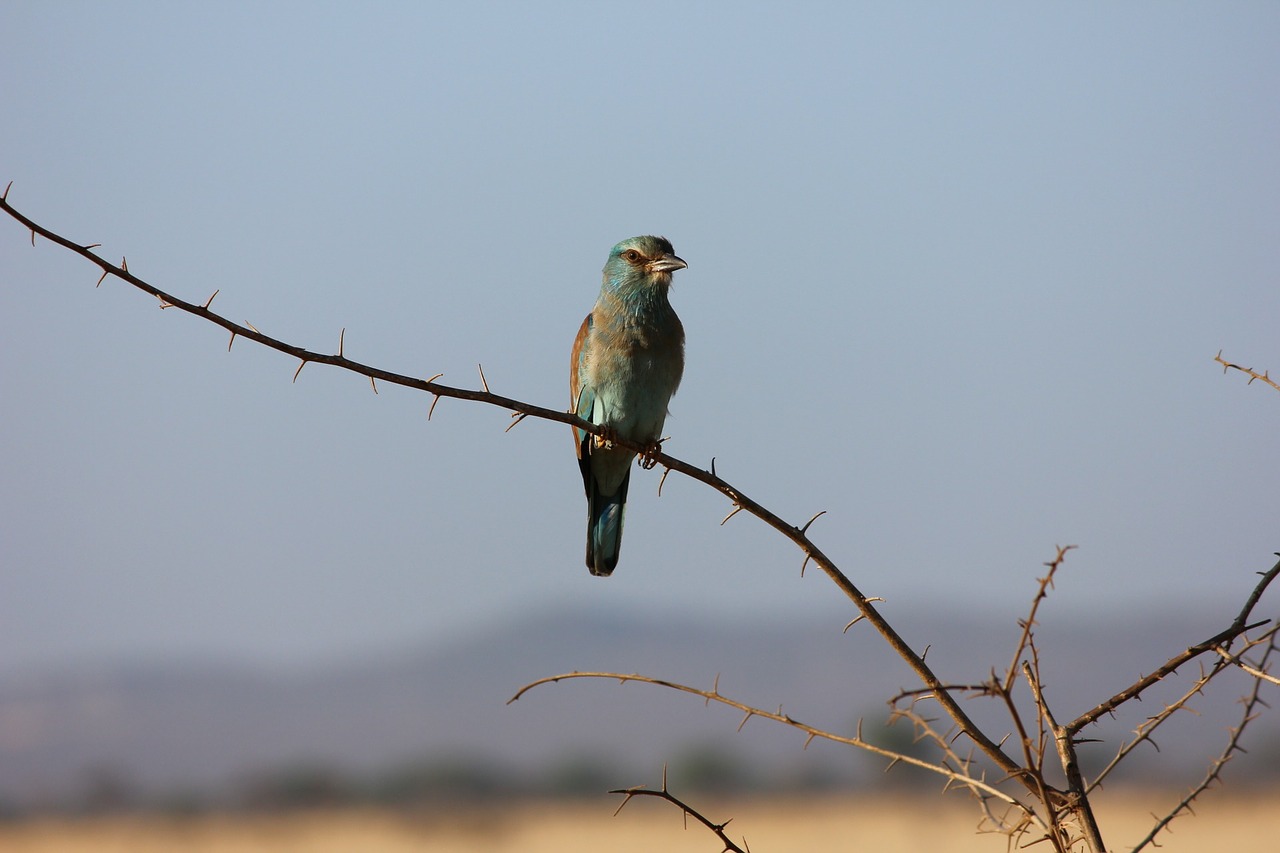 Paukštis, Kenya, Egzotinė Paukštis, Tsavo, Nemokamos Nuotraukos,  Nemokama Licenzija