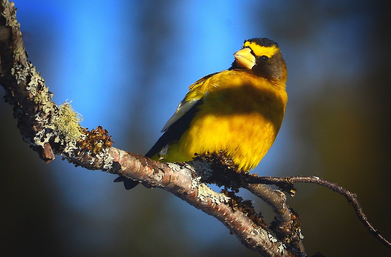 Paukštis, Vakarinis Grosbeak, Ryskios Spalvos, Gamta, Québec, Nemokamos Nuotraukos,  Nemokama Licenzija